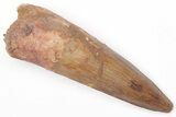 Fossil Spinosaurus Tooth - Real Dinosaur Tooth #206157-1